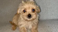 Trinket, a female Morkie for sale in Tuscaloosa, AL – Photo 1 of 3