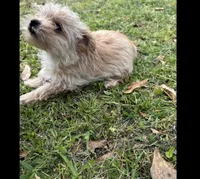 Trinket, a female Yorkshire Terrier and Morkie for sale in Tuscaloosa, AL – Photo 2 of 7