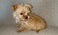 Trinket, a female Morkie for sale in Tuscaloosa, AL – Photo 3 of 3