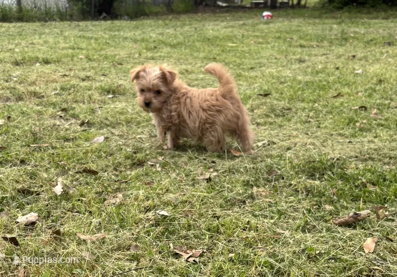 Bling – Morkie puppy for sale in Tuscaloosa, AL