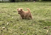 Bling, a female Yorkshire Terrier and Morkie for sale in Tuscaloosa, AL – Photo 1 of 6