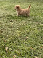 Bling, a female Yorkshire Terrier and Morkie for sale in Tuscaloosa, AL – Photo 6 of 6