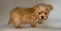 Bling, a female Morkie for sale in Tuscaloosa, AL – Photo 1 of 2