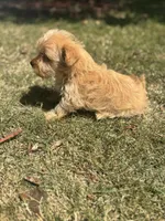 Winnie — Morkie Boy, a male Maltese and Yorkshire Terrier for sale in Guntersville, AL – 2 of 7