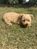 Teddy — Morkie boy, a male Maltese and Yorkshire Terrier for sale in Guntersville, AL – 4 of 8