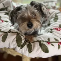 Diamond, a female Yorkshire Terrier and Morkie for sale in Tuscaloosa, AL – Photo 3 of 4