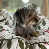 Diamond, a female Yorkshire Terrier and Morkie for sale in Tuscaloosa, AL – Photo 2 of 4