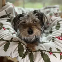 Diamond, a female Yorkshire Terrier and Morkie for sale in Tuscaloosa, AL – Photo 1 of 4