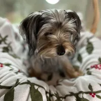 Diamond, a female Yorkshire Terrier and Morkie for sale in Tuscaloosa, AL – Photo 4 of 4