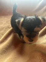 Jojo — Morkie boy, a male Maltese and Yorkshire Terrier for sale in Guntersville, AL – 7 of 10