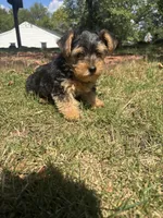 Jojo — Morkie boy, a male Maltese and Yorkshire Terrier for sale in Guntersville, AL – 3 of 10