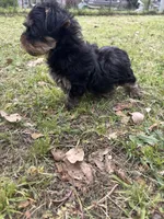 Treasure Jr, a male Yorkshire Terrier and Morkie for sale in Tuscaloosa, AL – Photo 5 of 5