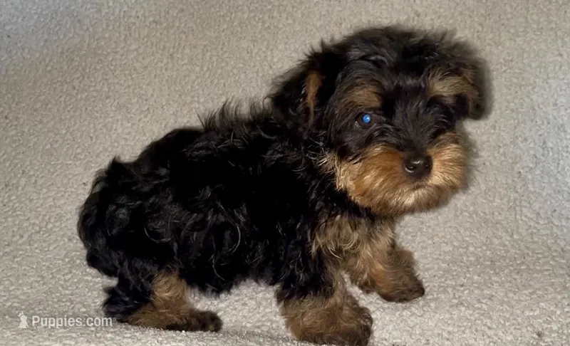 Treasure Jr – Morkie puppy for sale in Tuscaloosa, AL