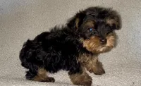 Treasure Jr, a male Yorkshire Terrier and Morkie for sale in Tuscaloosa, AL – Photo 2 of 5