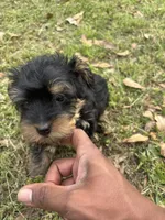Treasure Jr, a male Yorkshire Terrier and Morkie for sale in Tuscaloosa, AL – Photo 1 of 5
