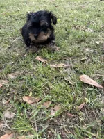 Treasure Jr, a male Yorkshire Terrier and Morkie for sale in Tuscaloosa, AL – Photo 3 of 5