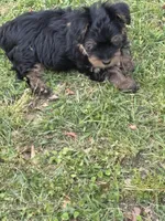 Treasure Jr, a male Yorkshire Terrier and Morkie for sale in Tuscaloosa, AL – Photo 4 of 5