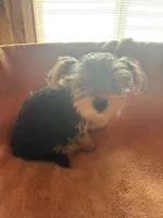 Milo — Morkie boy, a male Maltese and Yorkshire Terrier for sale in Guntersville, AL – 6 of 8