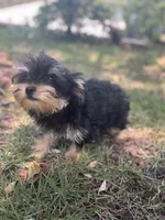 Aura — Morkie girl, a female Maltese and Yorkshire Terrier for sale in Guntersville, AL – 2 of 6