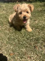 Teddy — Morkie boy, a male Maltese and Yorkshire Terrier for sale in Guntersville, AL – 2 of 8