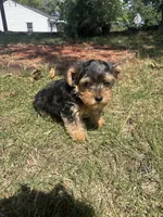 Jojo — Morkie boy, a male Maltese and Yorkshire Terrier for sale in Guntersville, AL – 2 of 10