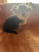 Milo — Morkie boy, a male Maltese and Yorkshire Terrier for sale in Guntersville, AL – 7 of 8