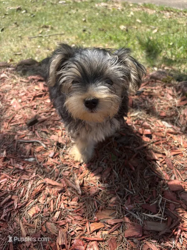Milo — Morkie boy – Maltese, Yorkshire Terrier puppy for sale in Guntersville, AL