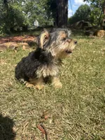 Milo — Morkie boy, a male Maltese and Yorkshire Terrier for sale in Guntersville, AL – 5 of 8
