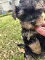 Penny, a female Yorkshire Terrier and Morkie for sale in Tuscaloosa, AL – Photo 3 of 4