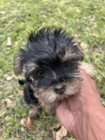 Penny, a female Yorkshire Terrier and Morkie for sale in Tuscaloosa, AL – Photo 4 of 4