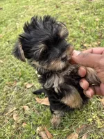 Penny, a female Yorkshire Terrier and Morkie for sale in Tuscaloosa, AL – Photo 2 of 4