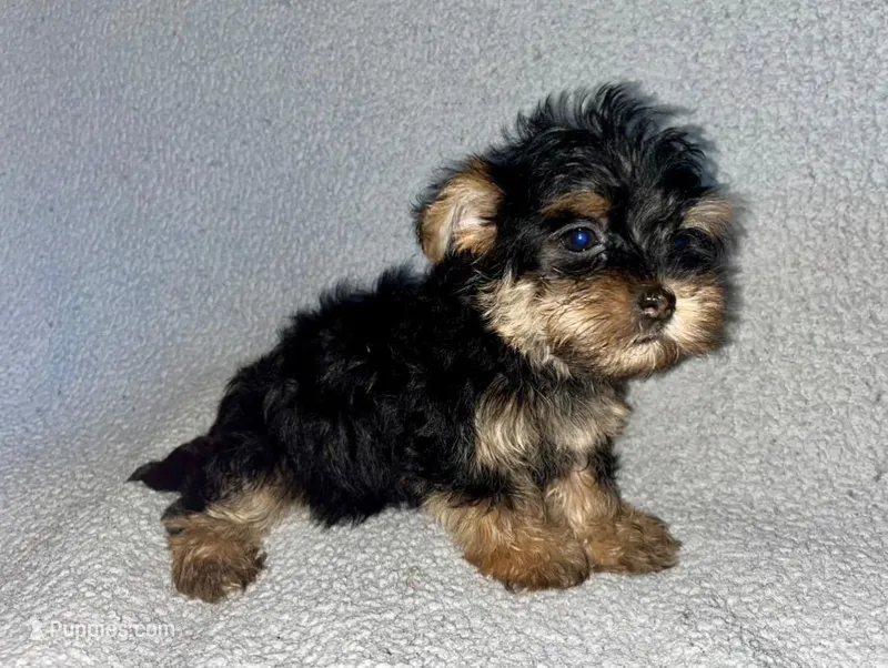 Penny – Morkie puppy for sale in Tuscaloosa, AL