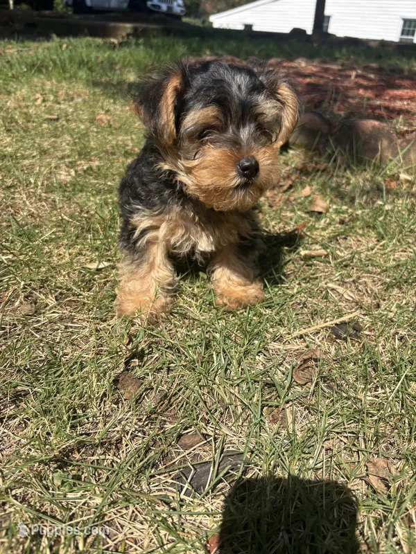 Jojo — Morkie boy – Maltese, Yorkshire Terrier puppy for sale in Guntersville, AL