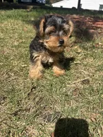Jojo — Morkie boy, a male Maltese and Yorkshire Terrier for sale in Guntersville, AL – 1 of 10