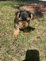 Jojo — Morkie boy, a male Maltese and Yorkshire Terrier for sale in Guntersville, AL – 4 of 10