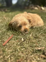 Winnie — Morkie Boy, a male Maltese and Yorkshire Terrier for sale in Guntersville, AL – 3 of 7