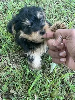 Treasure, a male Yorkshire Terrier and Morkie for sale in Tuscaloosa, AL – 3 of 5