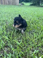 Treasure, a male Yorkshire Terrier and Morkie for sale in Tuscaloosa, AL – 2 of 5