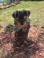 Jojo — Morkie boy, a male Maltese and Yorkshire Terrier for sale in Guntersville, AL – 5 of 10