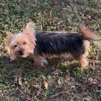 Lotto, a female Yorkshire Terrier and Morkie for sale in Tuscaloosa, AL – Photo 1 of 4