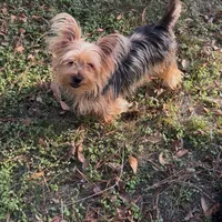 Lotto, a female Yorkshire Terrier and Morkie for sale in Tuscaloosa, AL – Photo 4 of 4