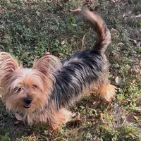 Lotto, a female Yorkshire Terrier and Morkie for sale in Tuscaloosa, AL – Photo 3 of 4