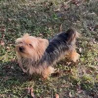 Lotto, a female Yorkshire Terrier and Morkie for sale in Tuscaloosa, AL – Photo 2 of 4