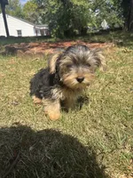 Milo — Morkie boy, a male Maltese and Yorkshire Terrier for sale in Guntersville, AL – 4 of 8