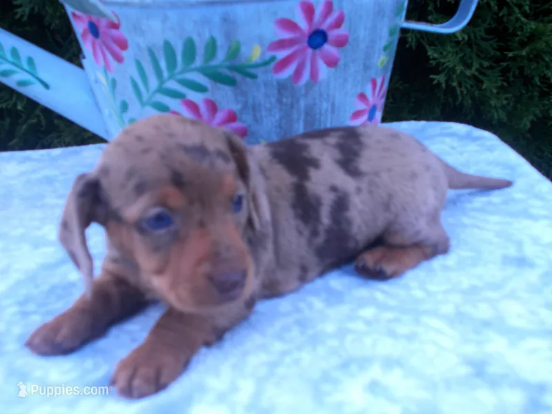 AKC Twinkle – Miniature Dachshund puppy for sale in Nappanee, IN