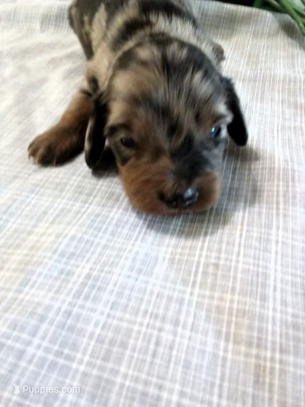 AKC Laurel – Miniature Dachshund puppy for sale in Nappanee, IN