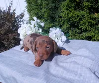 AKC Twinkle, a female Miniature Dachshund for sale in Nappanee, IN – 2 of 3