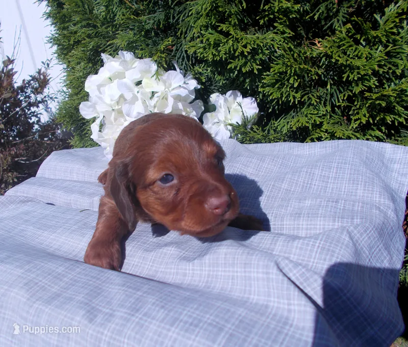AKC Tawny – Miniature Dachshund puppy for sale in Nappanee, IN