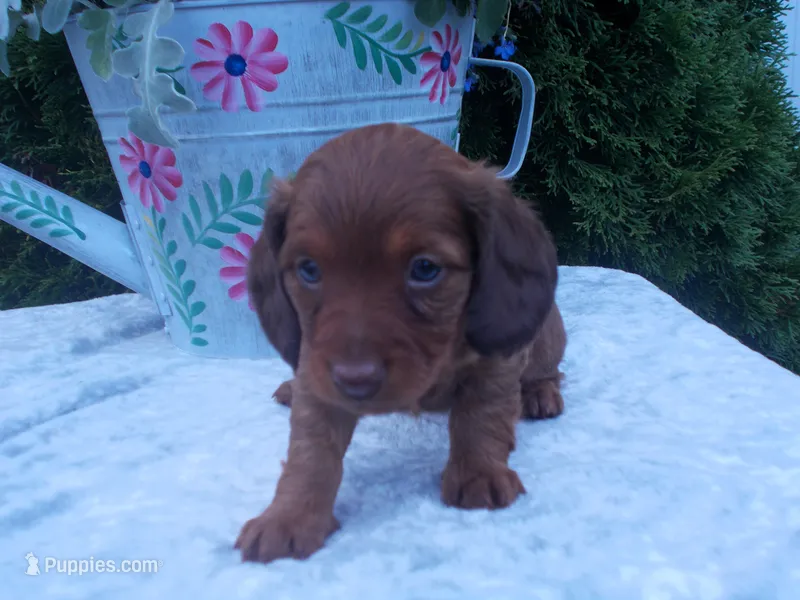 AKC Tawny – Miniature Dachshund puppy for sale in Nappanee, IN