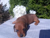 AKC Tucker, a male Miniature Dachshund for sale in Nappanee, IN – 2 of 3